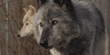 Wolf Conservation Center (New York)