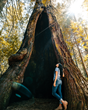 Sonoma County, California, Grove of the Old Trees by Mariah Harkey