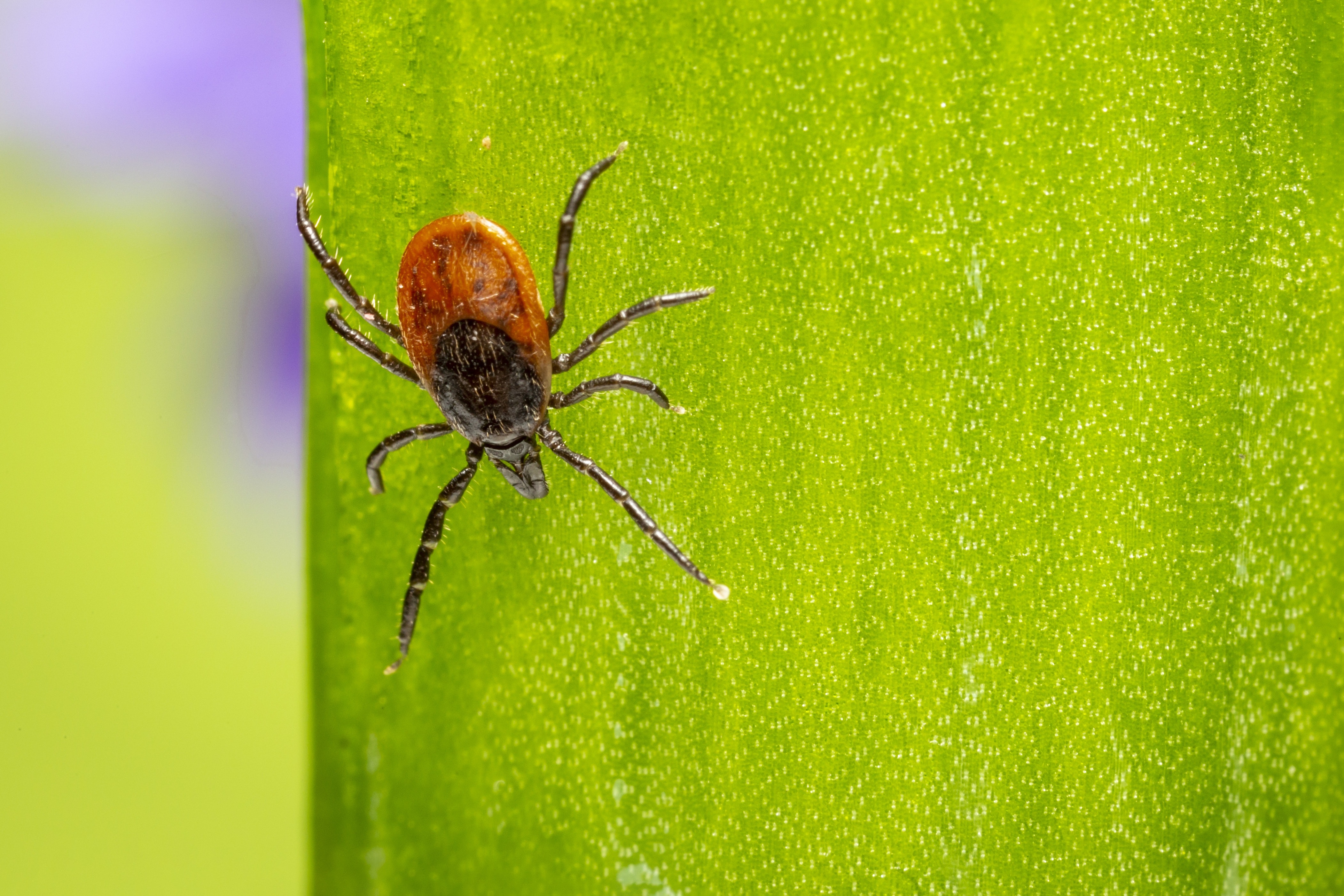 CAPC recommends Michigan pet owners talk to local veterinarians about year-round protection from Lyme and Ehrlichiosis – transmitted by ticks – with annual testing and preventatives.
