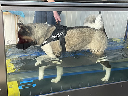 HydroWorx K900 hydrotherapy for pets.