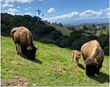 Oakland Zoo Bison Return to the Wild for the Second Time