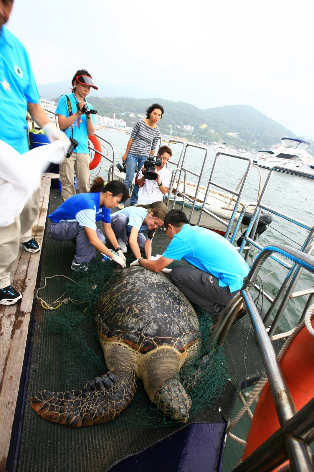 Green Sea Turtle being Tagged within the Hong Kong South Hope Spot - Image by Raymond Man