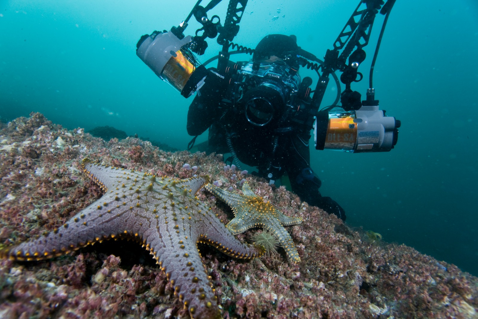 Pentaceraster Starfish being photographed by AquaMeridian Photographer within the Hong Kong South Hope Spot