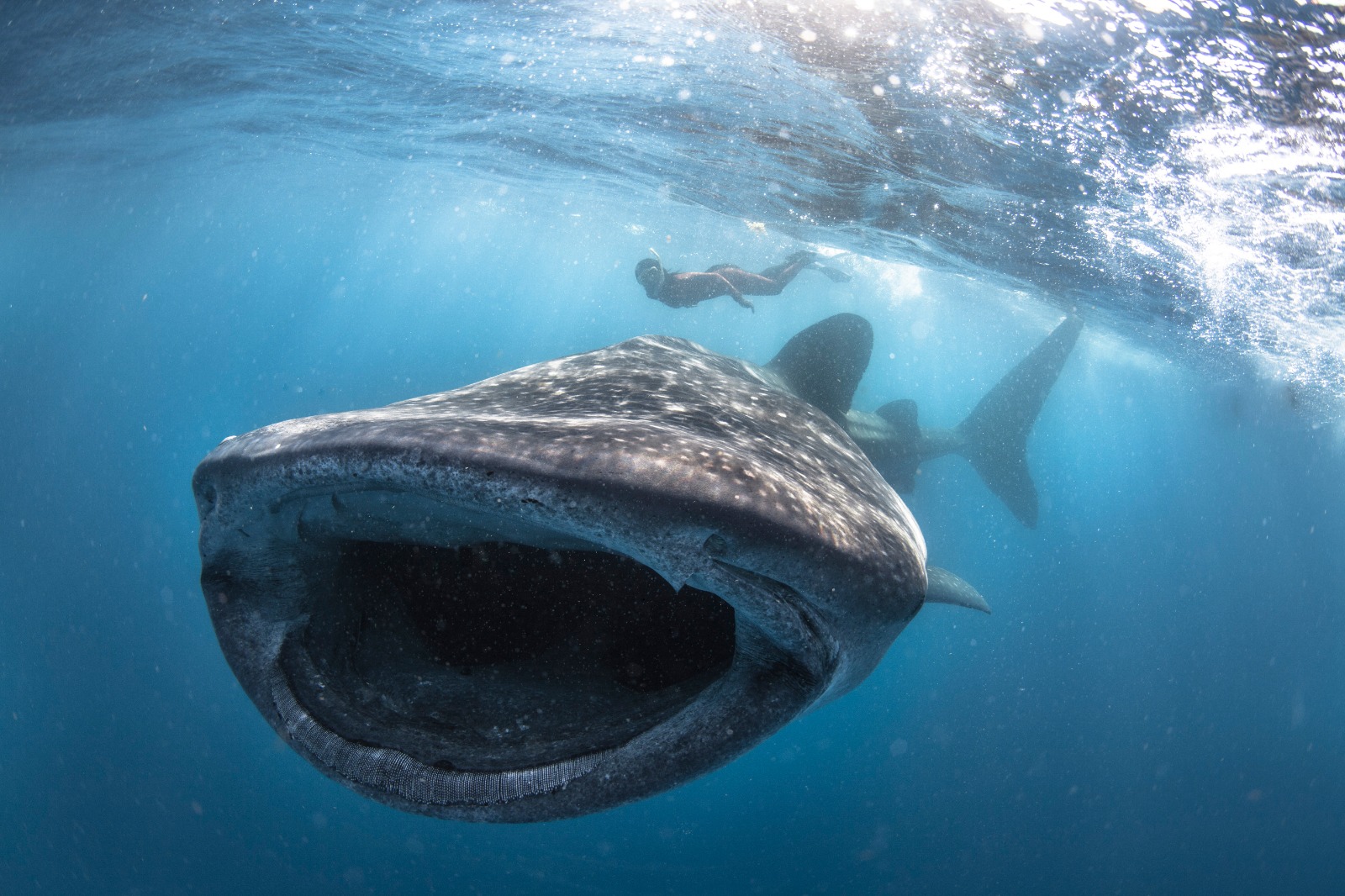 Whale Shark (Rhincodon Typus) image by Raymond Man