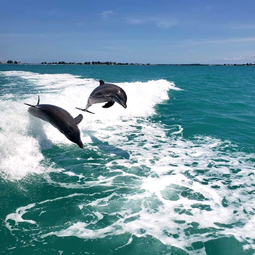 Myrtle Beach Dolphin Cruise