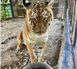 Oakland Zoo and Accredited Big Cat Sanctuaries Coordinate 4,000 Mile Rescue, Bring 4 Big Cats to Safe Havens