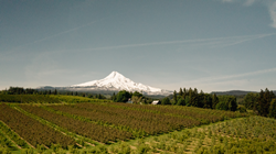 Thumb image for Agri-Investment Services to represent Aubert Orchards in Hood River, Oregon