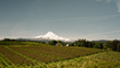 Agri-Investment Services to represent Aubert Orchards in Hood River, Oregon