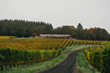 Oregon vineyard with red tasting room
