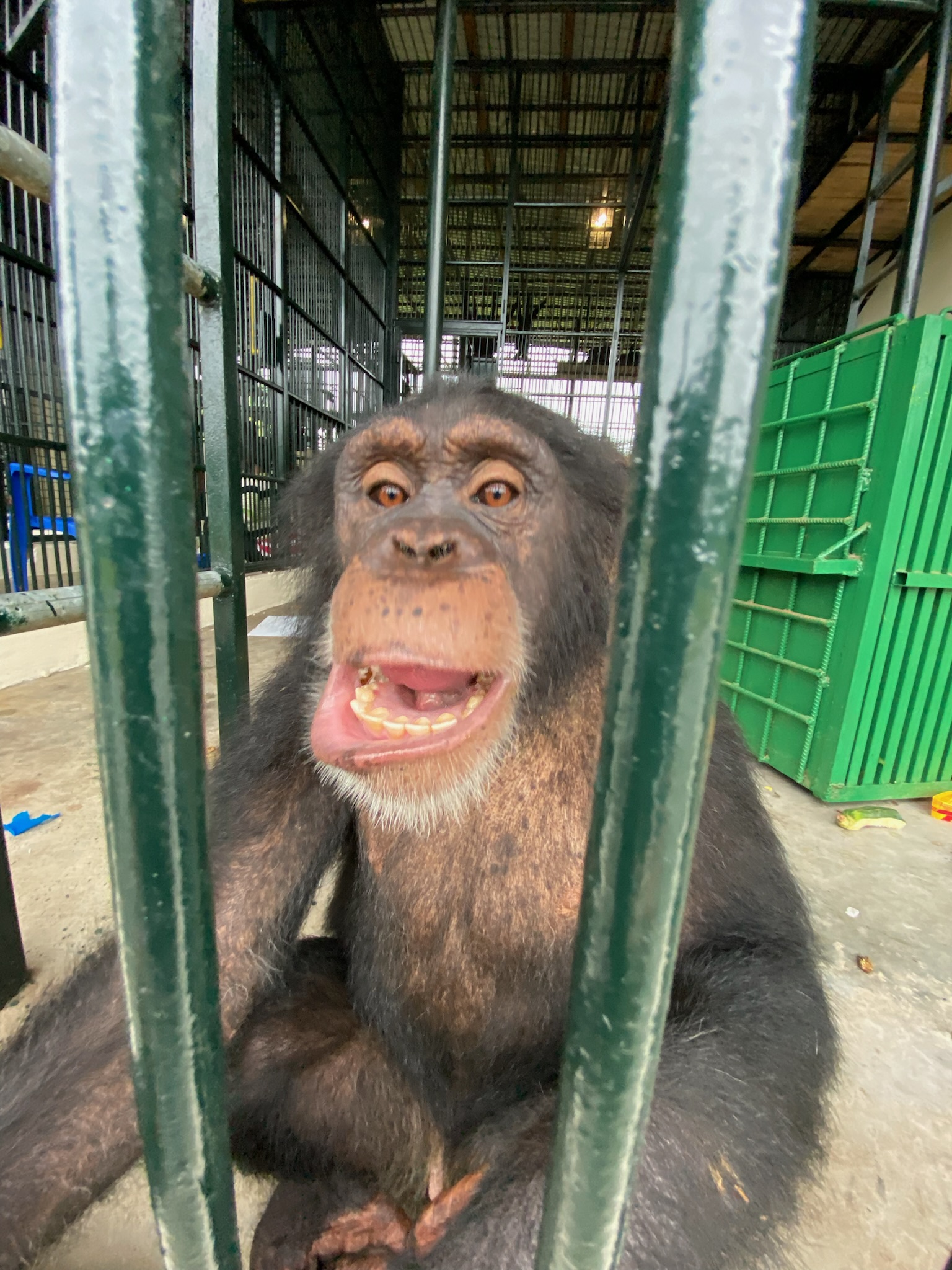 Simão getting used to his new home at the Liberia Chimpanzee Rescue & Protection Sanctuary.
