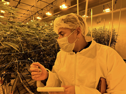 Jason Carpio '22 and the Dartmouth Student Sustainable Cannabis Team work with Culta to research energy and GHG reduction potential in the cannabis industry