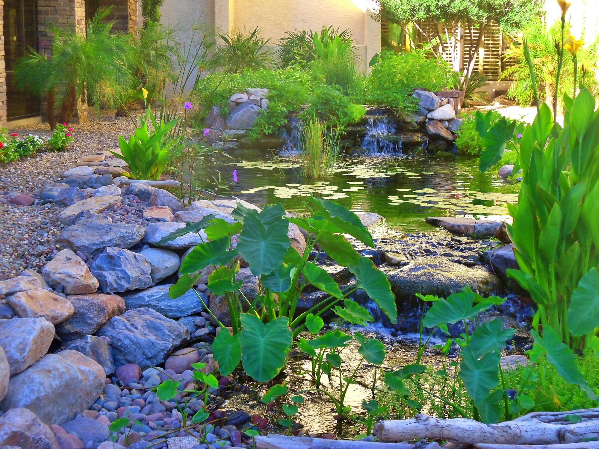The pond and aquatic plants at Westminster Village