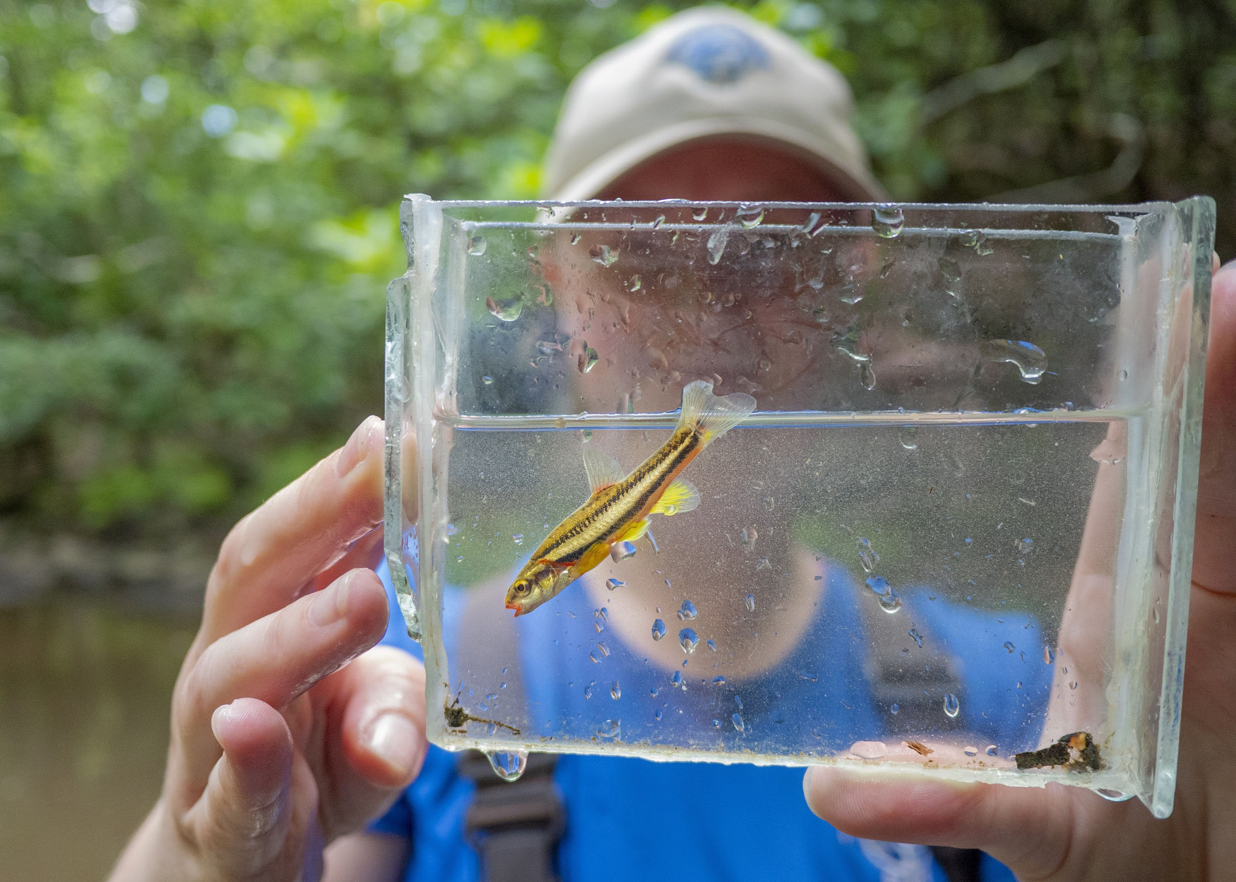 The Laurel Dace is considered the second-most-endangered fish species east of the Mississippi River and one of the top ten most-endangered fish species in North America.