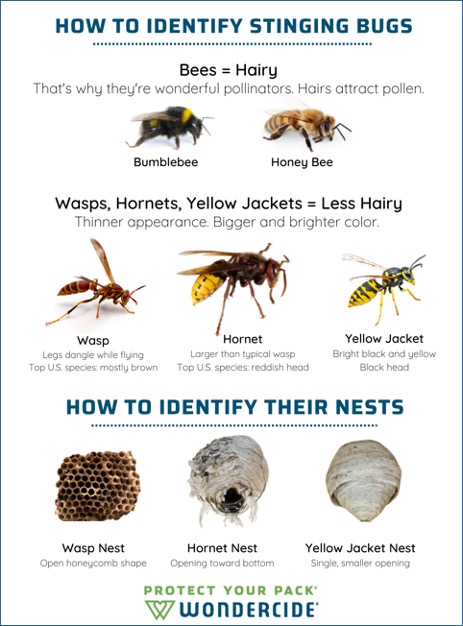 How to identify stinging bugs from Wondercide.