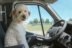 Thumb image for Moving with pets, tips from the Reno and South Lake Tahoe movers