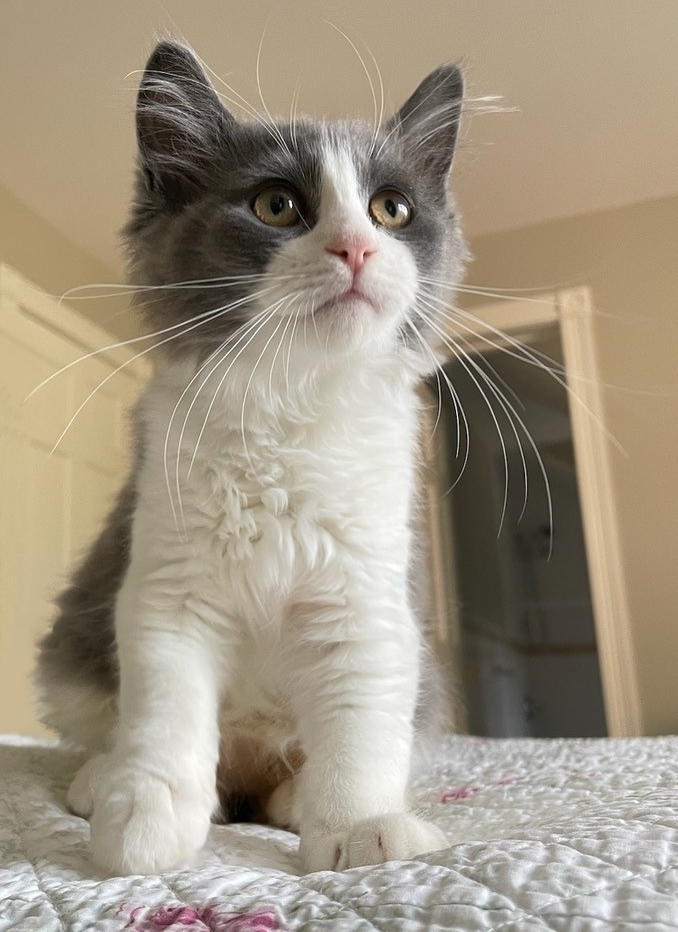 Emma the Kitten Needs Rare Life-Saving Surgery