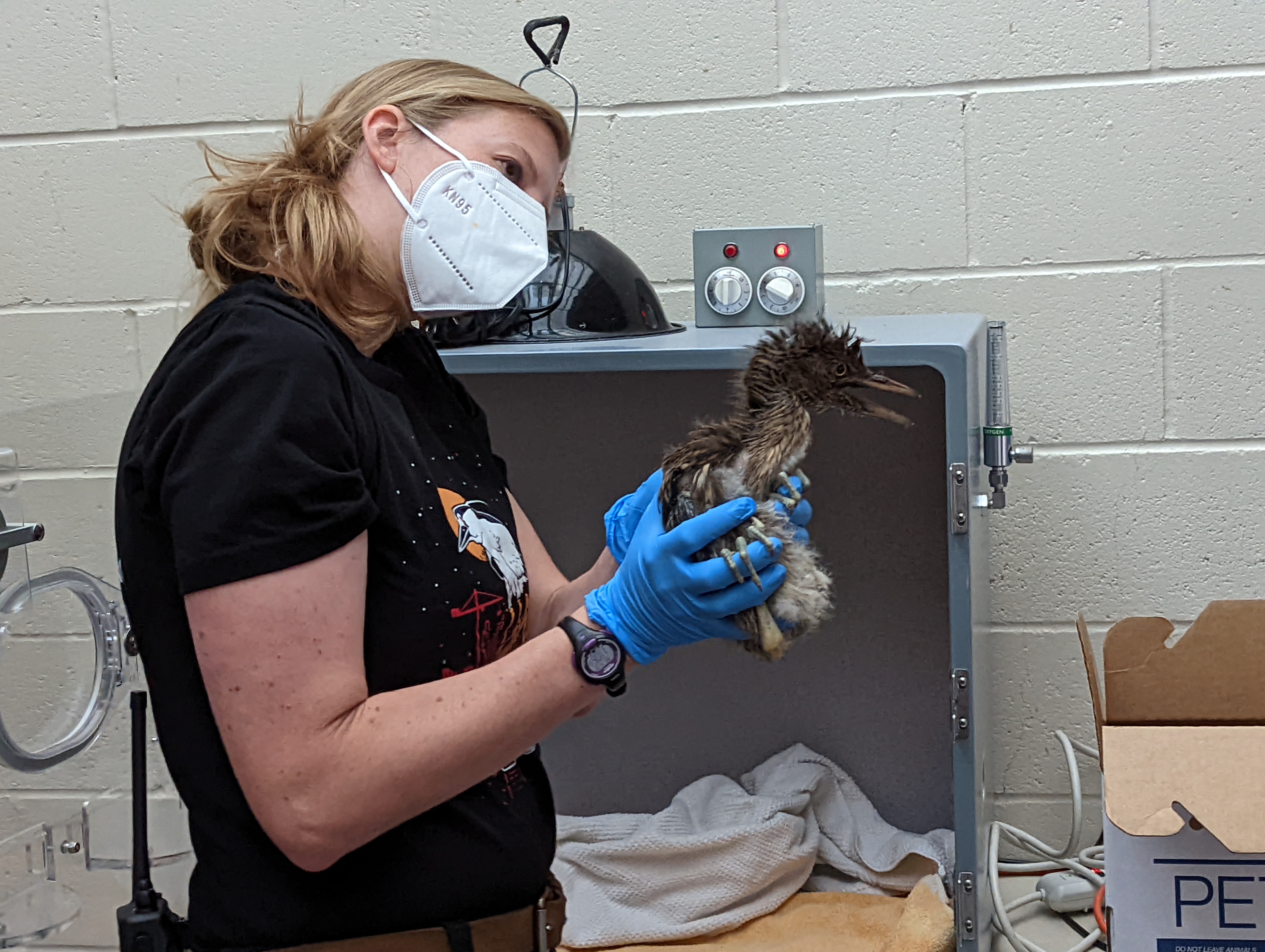 Amber Foley, Oakland Zoo Hospital Keeper, evaluating rescued, black-crowned night heron at the Oakland Zoo Veterinary Hospital