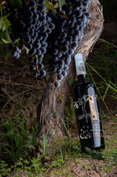 Antigal Winery & Estates Announces New Sustainability Certification And ...