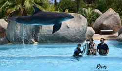 Thumb image for Biovancia Fulfills Ill Toddlers Dream to Swim with Dolphins