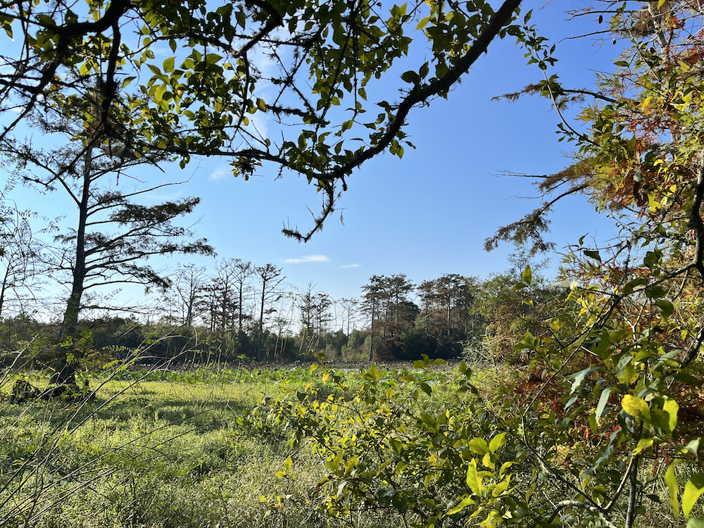 Hardwood plantings along a wetland