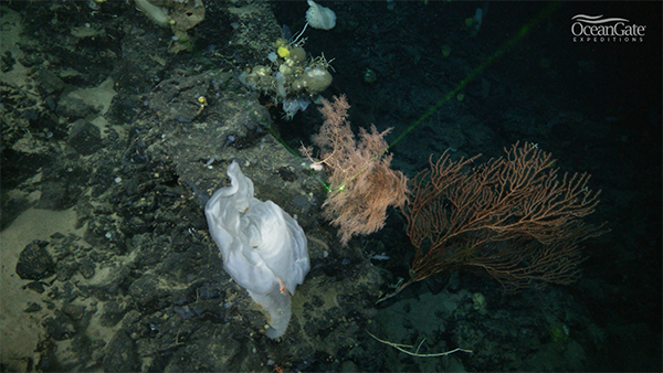 Titanic Mystery Deep Ocean Reef 2900 meters