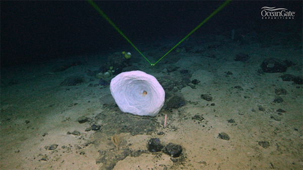 Titanic Mystery Deep Ocean Reef 2900 meters