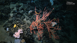 Titanic Mystery Deep Ocean Reef 2900 meters