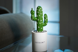 Fucculent Cactus