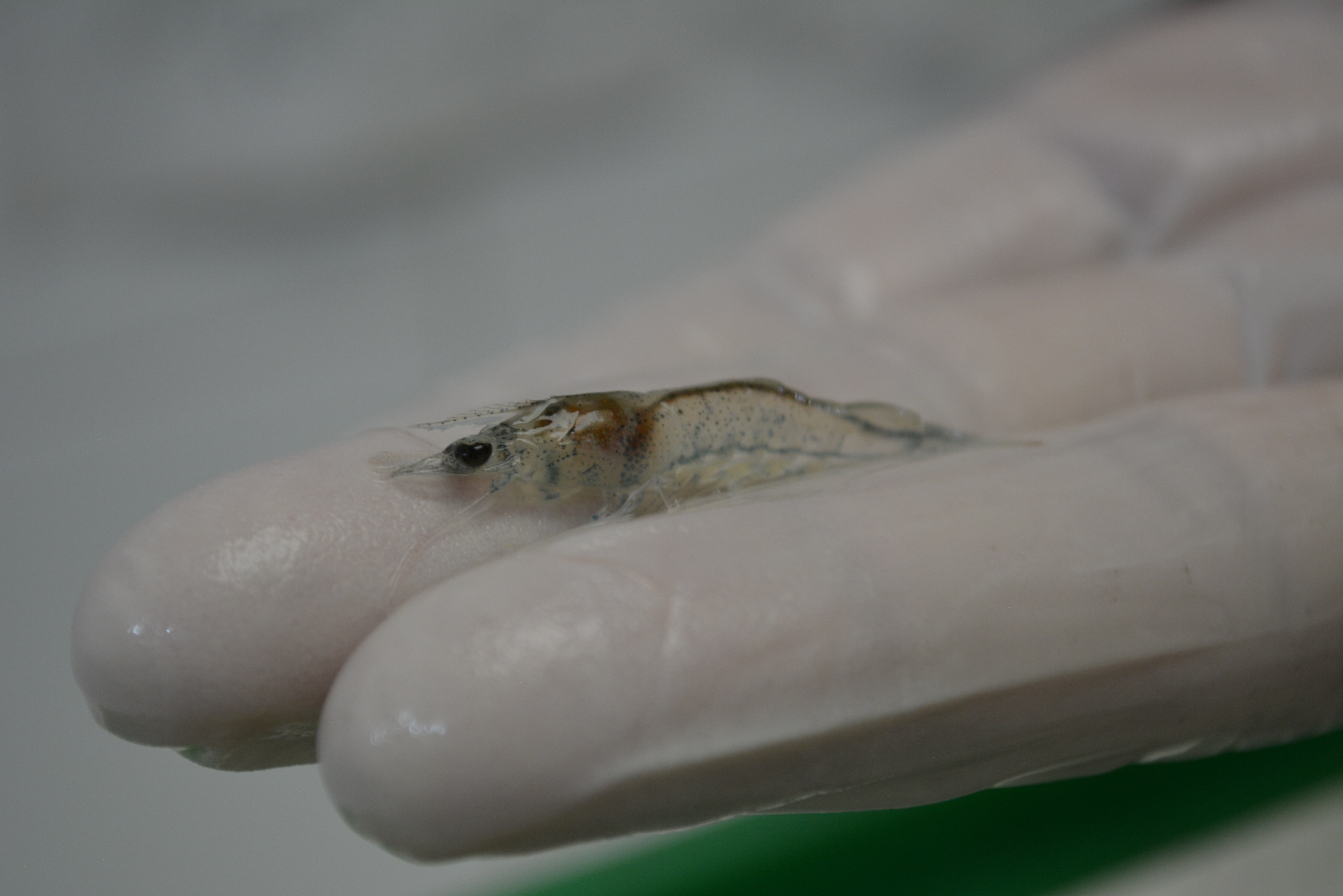 Shrimp larvae: shrimp can grow more than 200 times their size