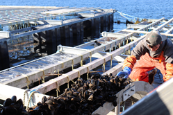 Thumb image for First Aquaculture Apprenticeship Program in the U.S. is Launched by Maine Nonprofit Organizations