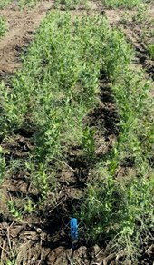 Field pea trial in Pasco, Wash., with seedcorn maggot pressure. Treated with Lumivia® CPL insecticide seed treatment 0.75 fl oz/cwt.