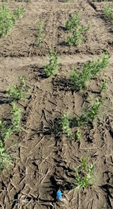 Non treated field pea trial in Pasco, Wash., with seedcorn maggot pressure.