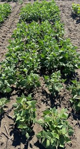 Pinto bean field trial in Pasco, Wash., with seedcorn maggot pressure. Treated with Lumivia® CPL insecticide seed treatment 0.75 fl oz/cwt.