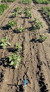 Non treated pinto bean field trial in Pasco, Wash., with seedcorn maggot pressure