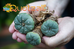 Psychedelic wellness company Kaivalya Kollectiv launches Quetzalli, a non-profit supporting the ancestral roots of Mexico