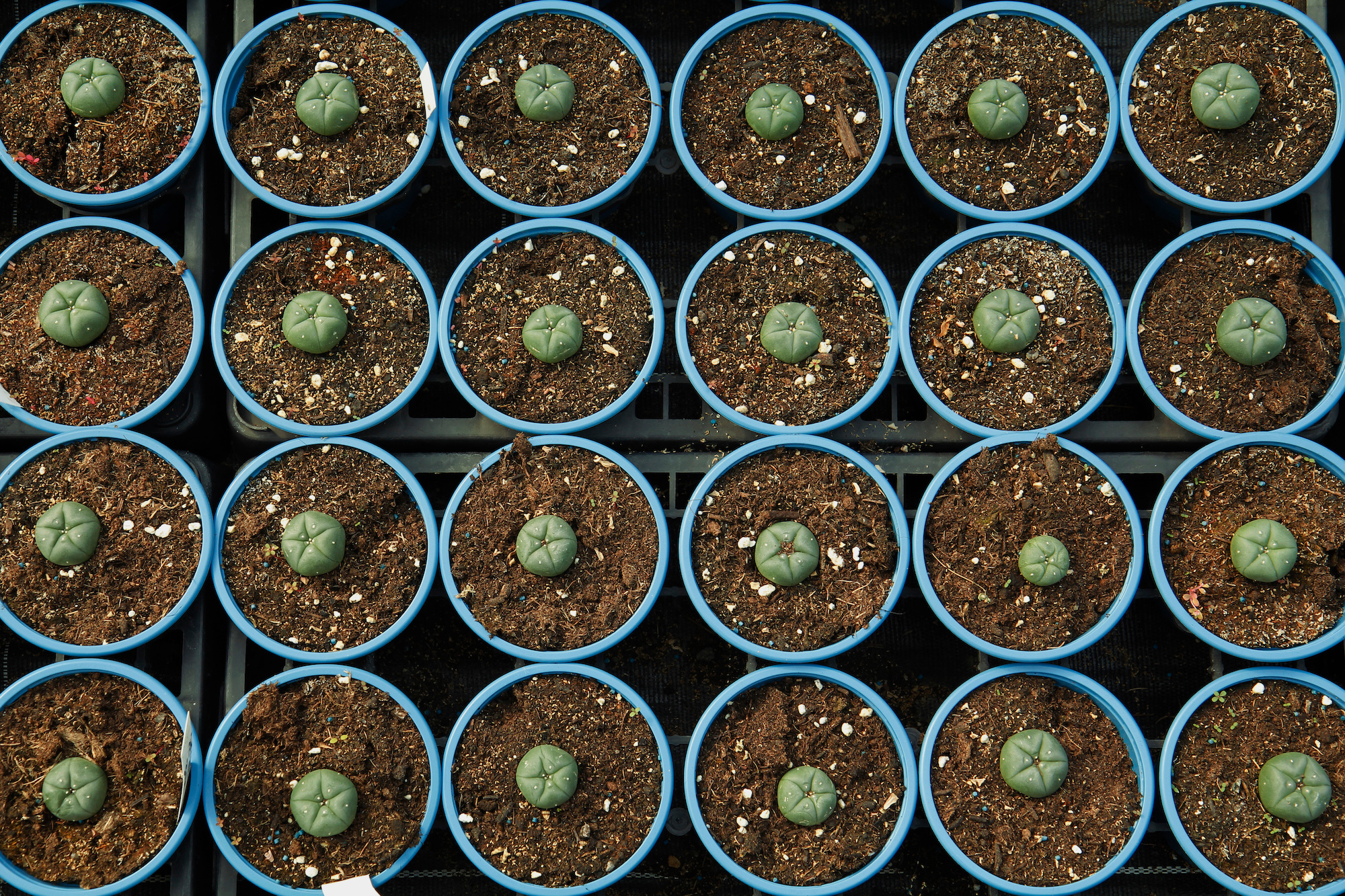 Peyote growing in pots