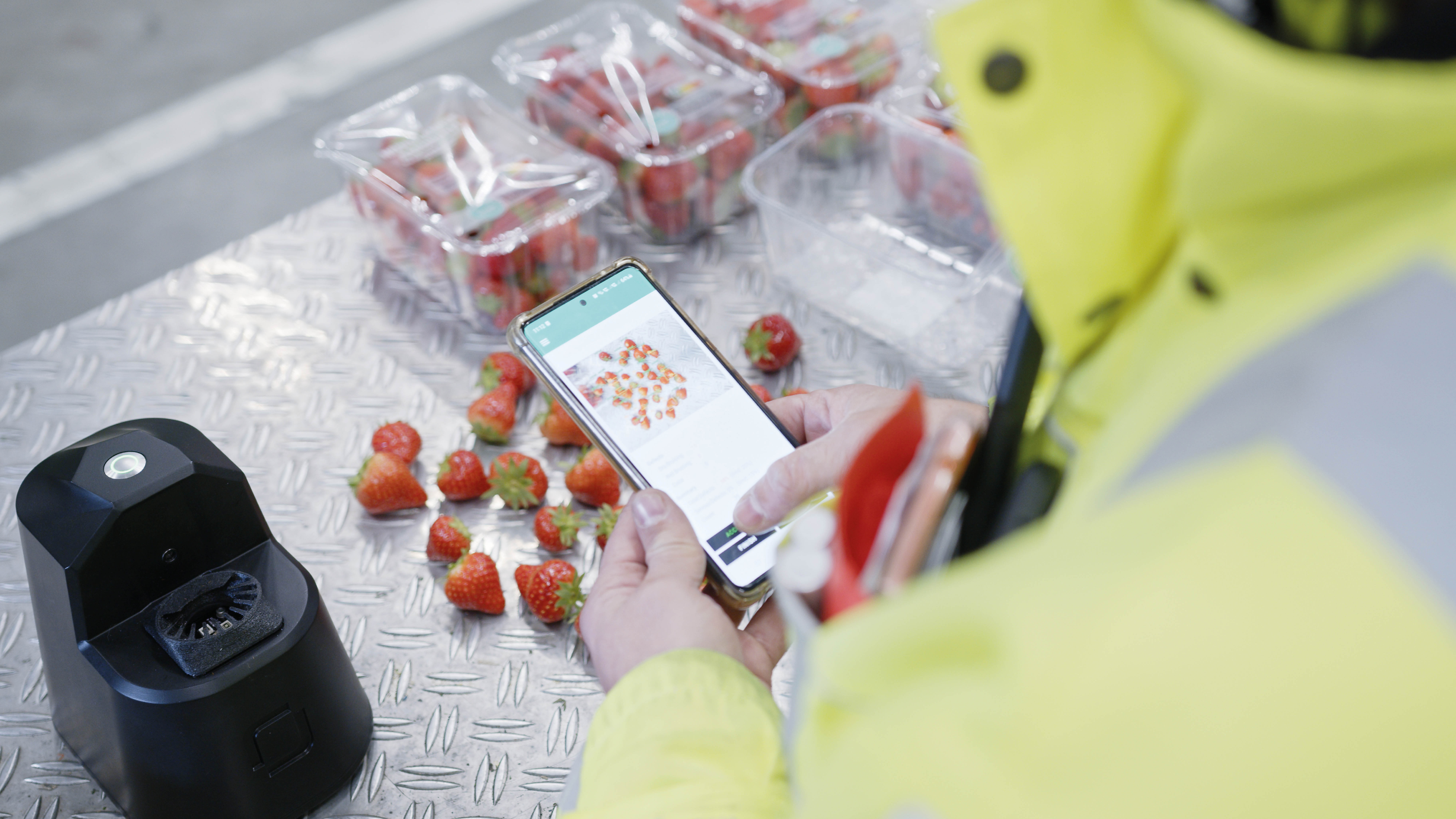 OneThird Ripeness Checker for Strawberries in use at a Produce Supply Chain Distribution Center