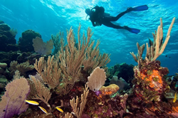 Roatán, Honduras, diving, the Bay Islands, Mesoamerican Barrier Reef, coral reef