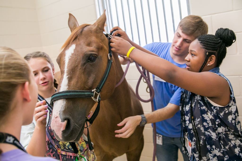 The Vet Set Go u201cBecome a Veterinarian Camp Contest" is open to students entering 6th to 8th grade in the fall of 2023.