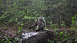 Eastern gray squirrel munching on a pinecone.