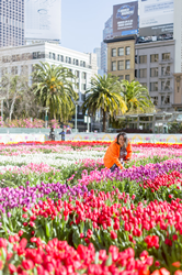 80,000 Tulips to Illuminate San Francisco’s Union Square on American Tulip Day in Celebration of International Women’s Day
