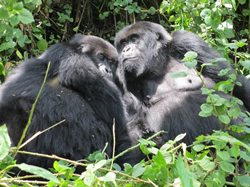 Gorilla Couple in Volcanoes National Park 