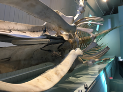 Fully preserved skeleton of an 11-year old humpback whale named Spinnaker on display at The Center for Coastal Studies, Provincetown, MA.