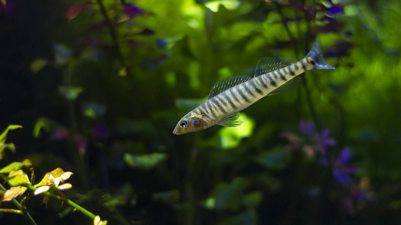 A Common Logperch swims in the Tennessee Aquarium. This species is one of many fish found in the waterways of Southern Appalachia.