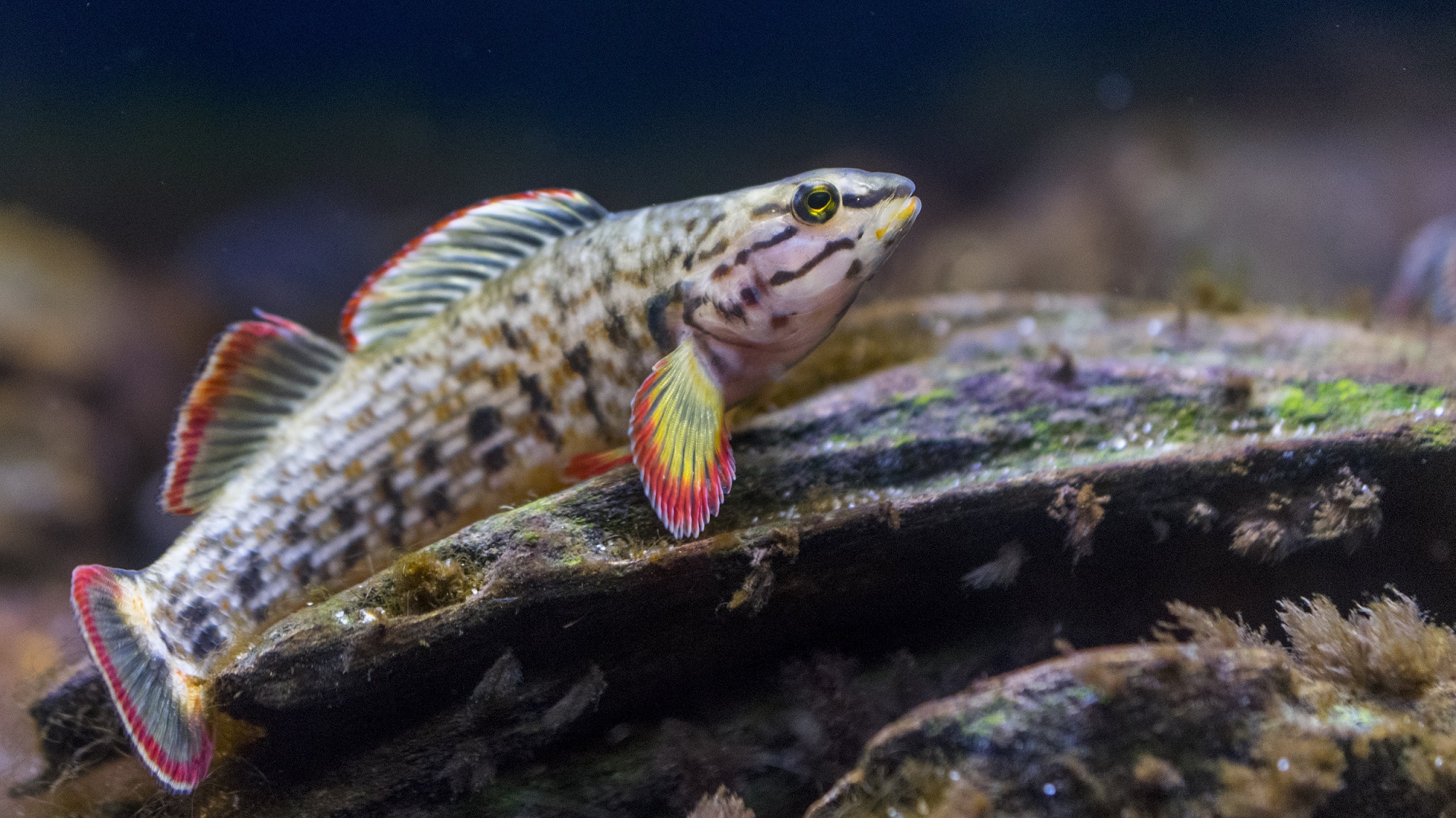 A Redline Darter swims in the Tennessee Aquarium. This species is one of many fish found in the waterways of Southern Appalachia.