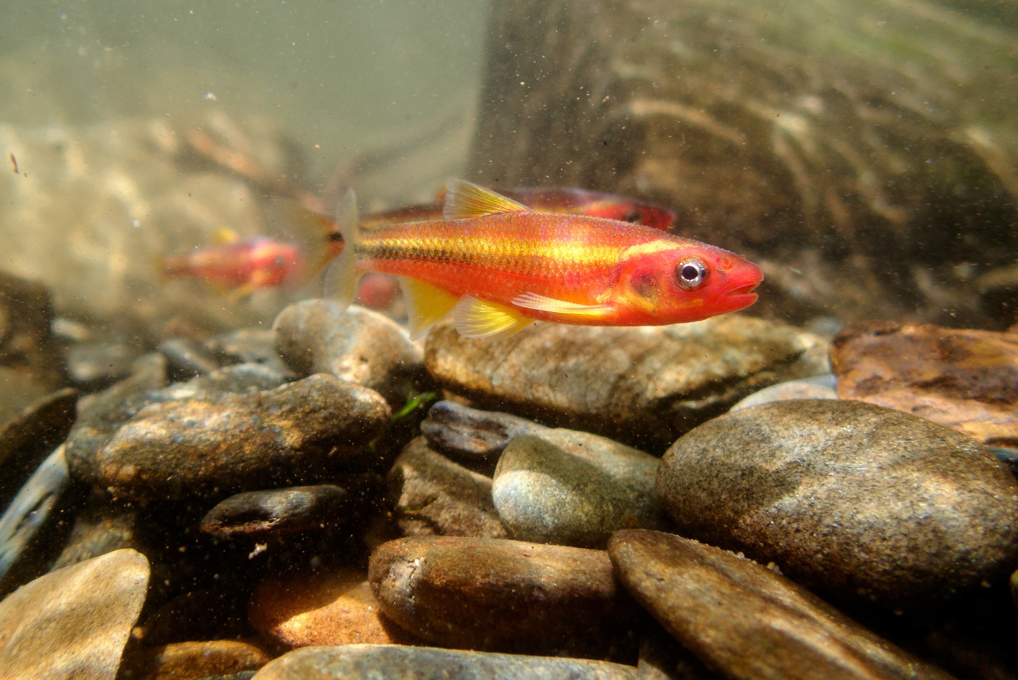 Saffron Shiners swim in a tributary of the Tellico River. This species is one of many fish found in the waterways of Southern Appalachia.