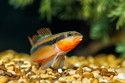 A Tangerine Darter at the Tennessee Aquarium Conservation Institute. This species is one of many colorful fishes found in the waterways of Southern Appalachia.