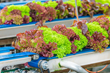 Vertical farming conveyor systems from Ultimation Industries move at speeds that allow for fast harvesting and packaging.
