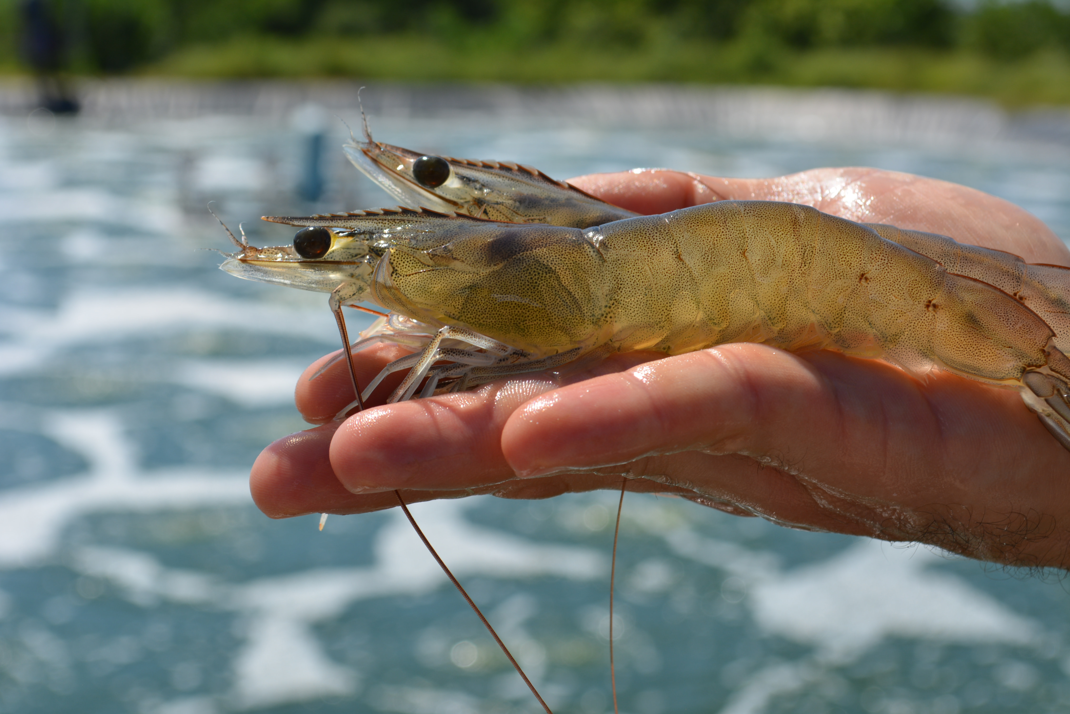 The World's Freshest and Most Sustainable Shrimp Produced from an Atarraya Shrimpbox Farm and Distributed via Agua Blanca to Restaurants and Chefs