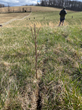 GreenTrees plants tree seedlings at Ballina Farm in Marshall, Va., to launch Virginia’s first-ever reforestation project for generating carbon removal credits for sale on environmental markets.